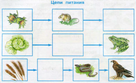 Цепь питания окружающей мир 3 класс