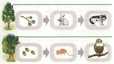 Цепь питания осина заяц волк