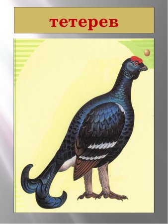 Тетерев для детей