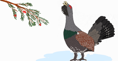 Глухарь птица для детей