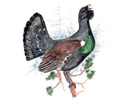 Глухарь птица на белом фоне