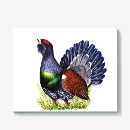 Тетерев на белом фоне