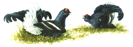 Токование тетеревов рис