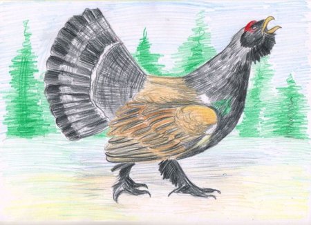 Глухарь карандашом