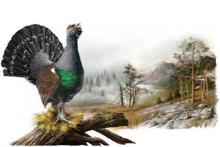 Глухарь на белом фоне