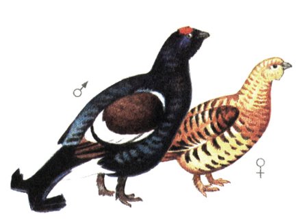 Тетерев с тетёрочкой