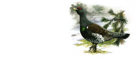 Чернобрюхий Глухарь