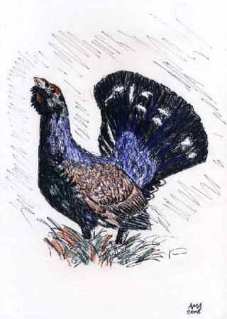 Терентий тетерев птица