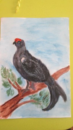 Кавказский тетерев рисунок