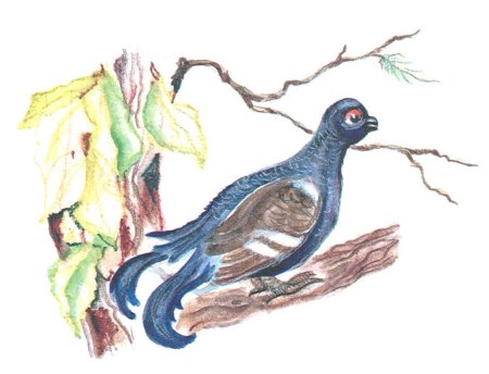 Тетерев рисунок для детей