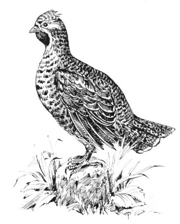 Тетерев и Глухарь иллюстрация