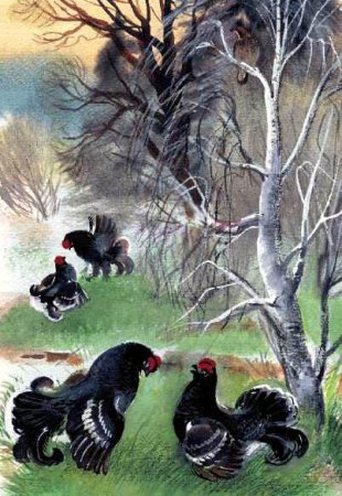 Тетерка рисунок