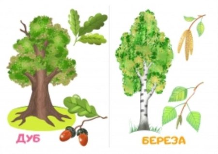 Береза схематичный рисунок