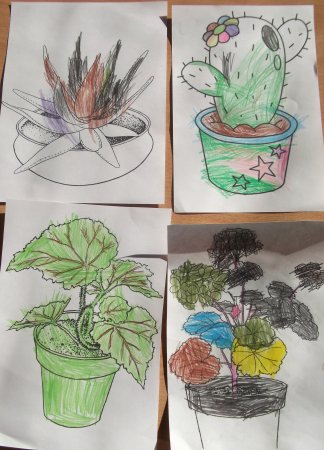 Нарисовать комнатный цветок