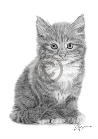 Котенок рисунок