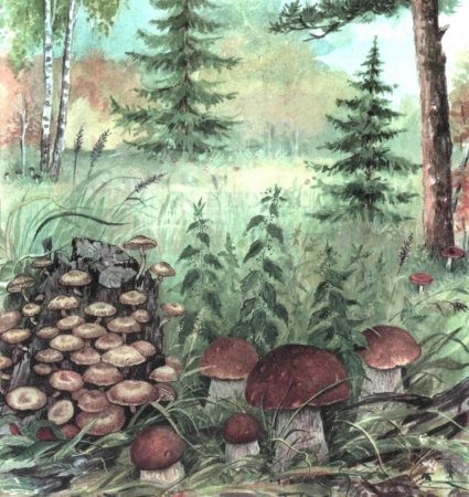 Рисование на грибную тему