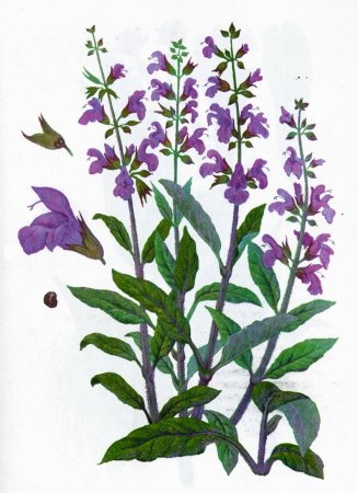 Шалфей лекарственный