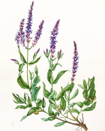 Шалфей Луговой гербарий