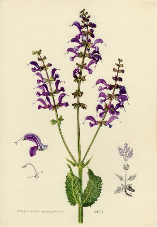 Шалфей лекарственный гербарий