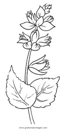 Шалфей цветок раскраска