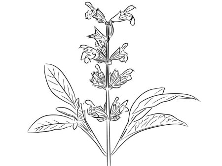 Шалфей обыкновенный ЛРС