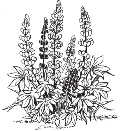 Цветок шалфея и люпина