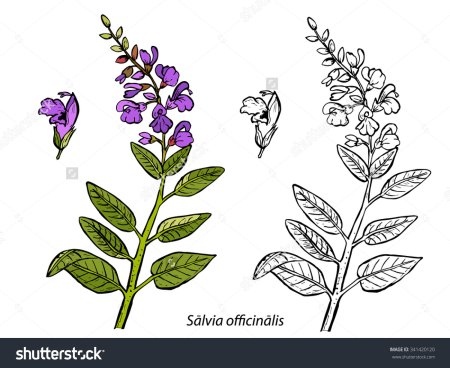 Шалфей вектор