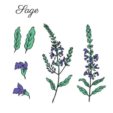 Шалфей для срисовки