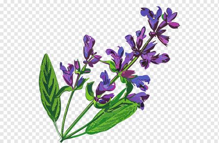 Шалфей вектор