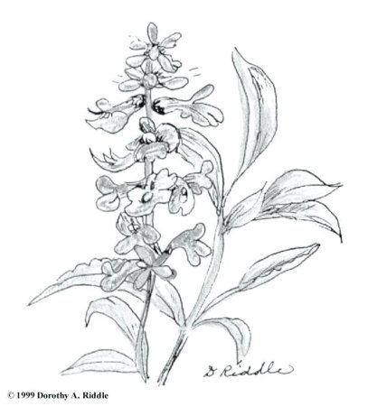 Иван чай раскраска