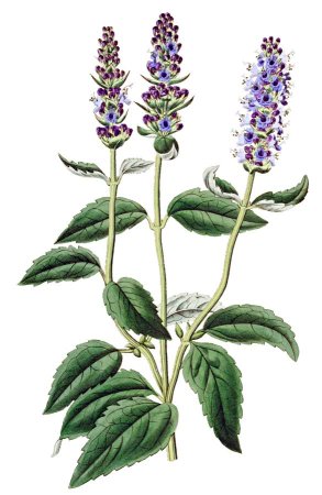 Salvia officinalis Ботаническая иллюстрация