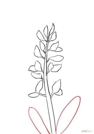 Шалфей карандашом