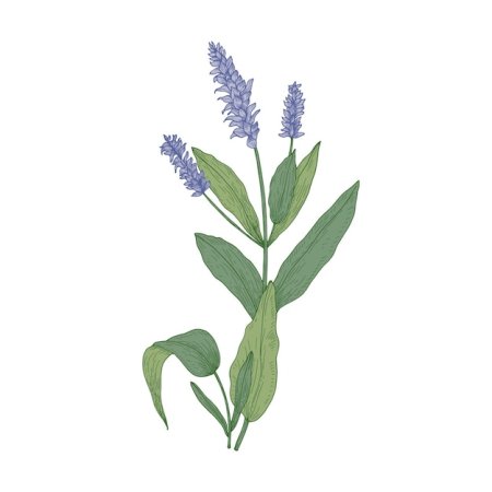 Шалфей вектор