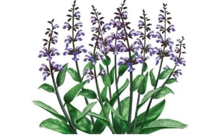 Шалфей лекарственный ЗТП