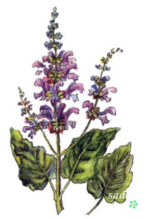 Шалфей лекарственный фармакогноз