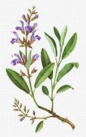 Шалфей лекарственный Фармакогнозия