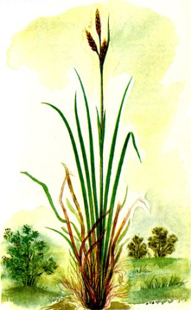 Что такое Осока для детей