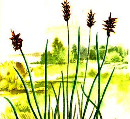 Осока разрезная