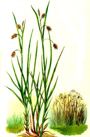 Осока заливная