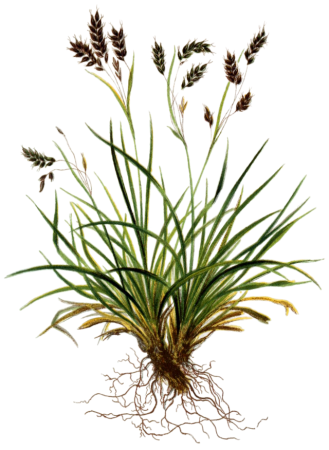 Carex capillaris