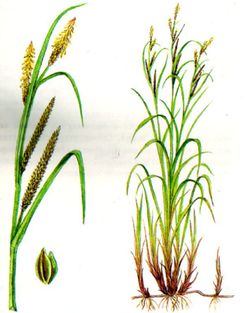 Осока водная