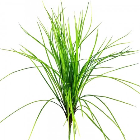 Осока на белом фоне