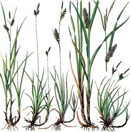 Осока Гартмана