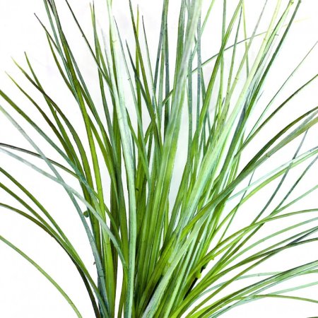 Осока бело зеленая