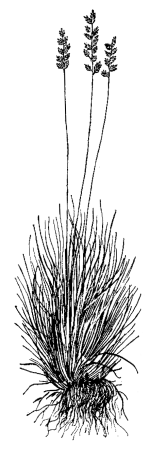 Овсяница бороздчатая