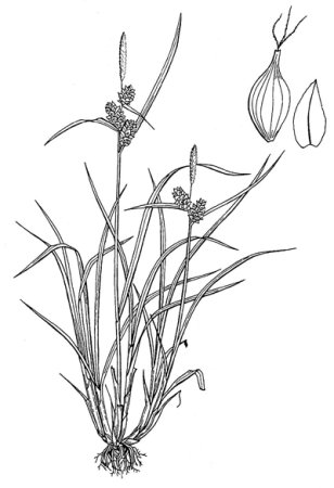 Осока поздняя