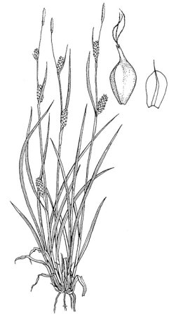 Осока расставленная