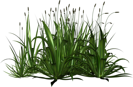 Травинки на прозрачном фоне