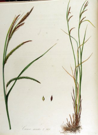 Осока Береговая. Корневище