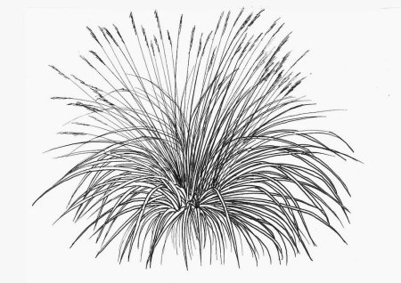 Травка карандашом